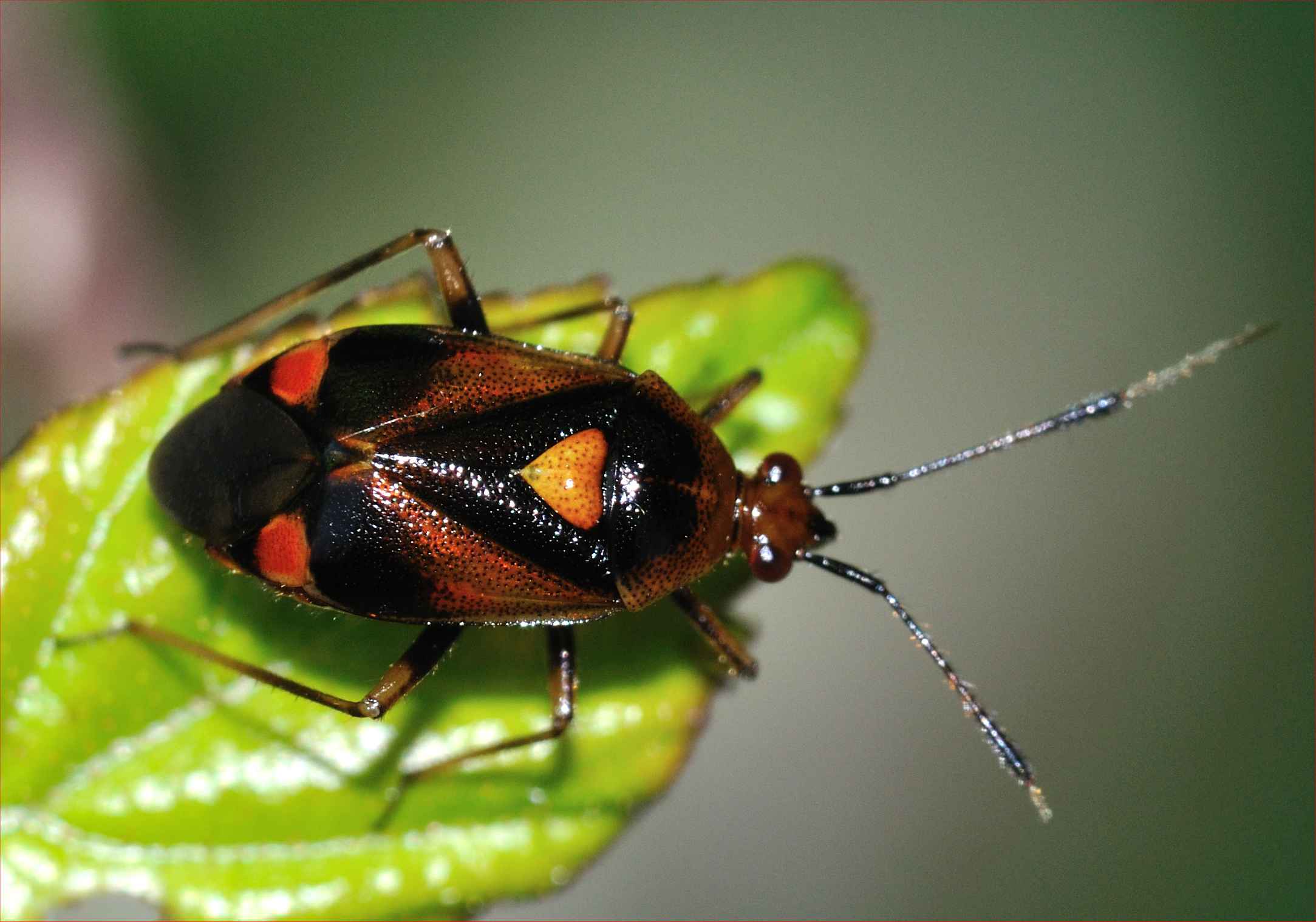 Deraeocoris ruber ?